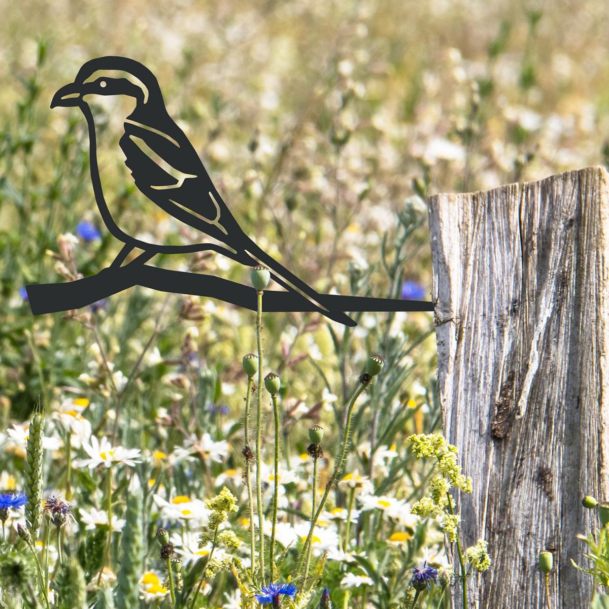 Great Grey Shrike Spike in Situ on a Fence