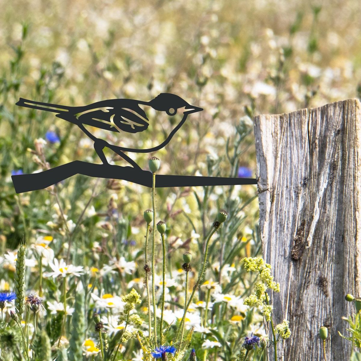 Blackcap Tree Spike in Garden