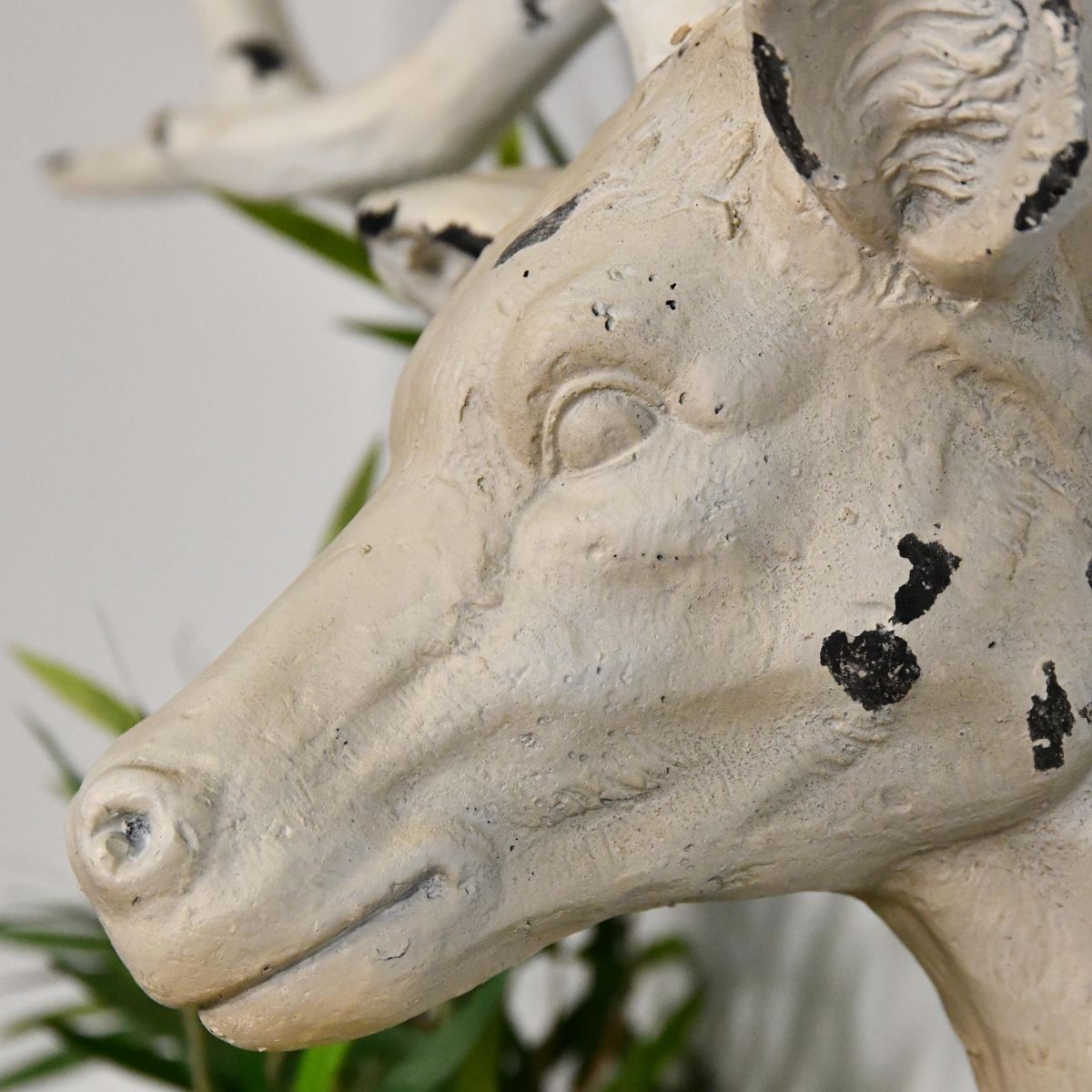 Side view of stag head  Side view of stag head