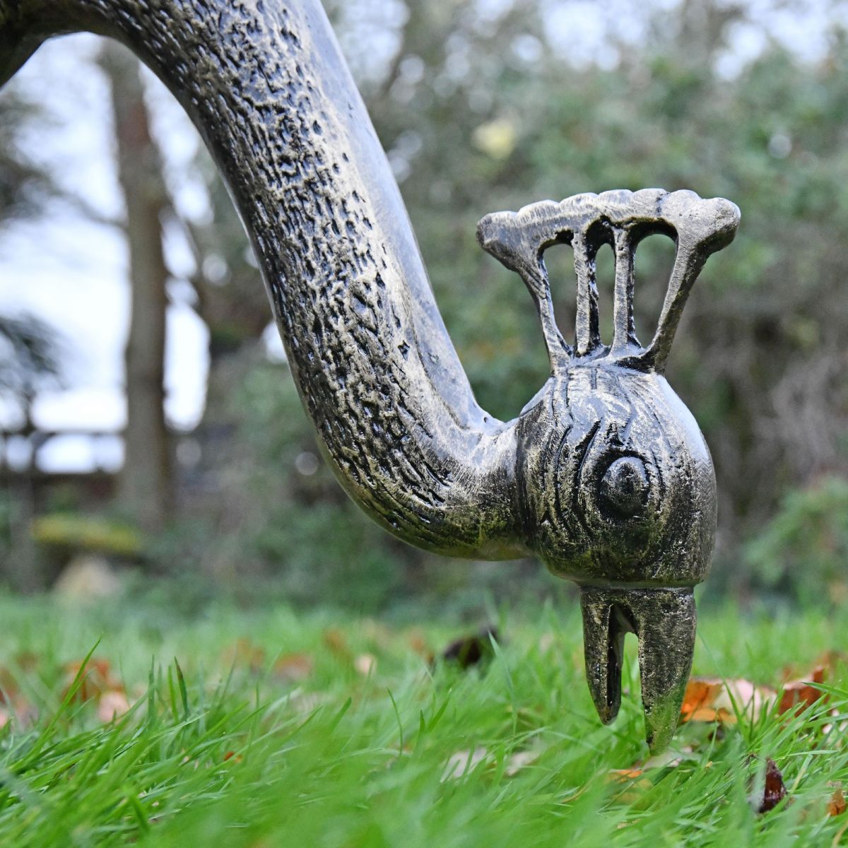 Close up of peacock head 