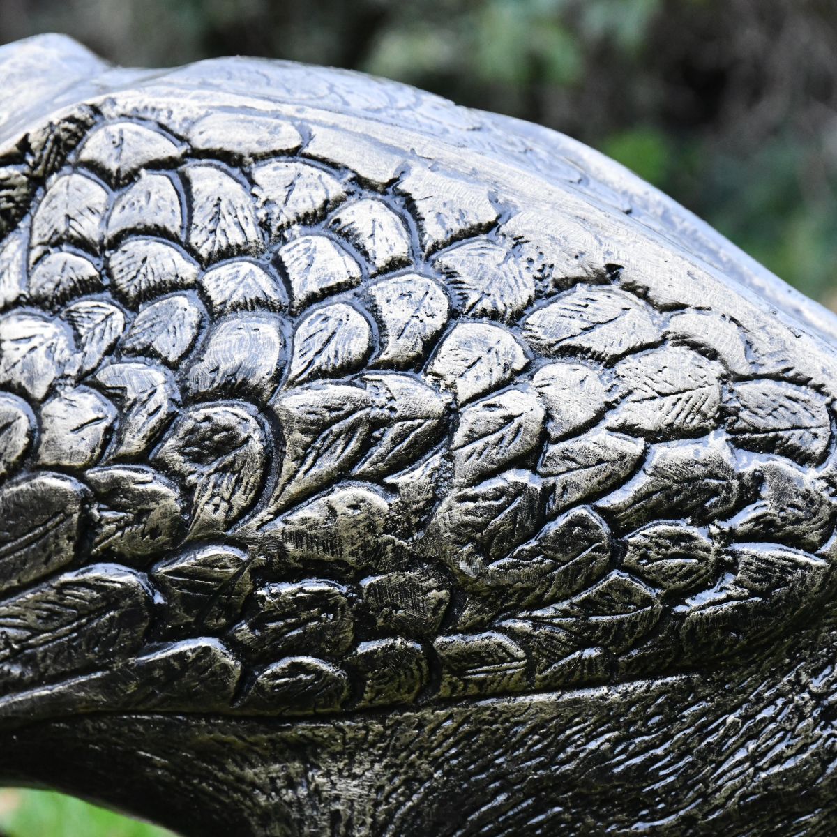 Close up of peacock feathering 