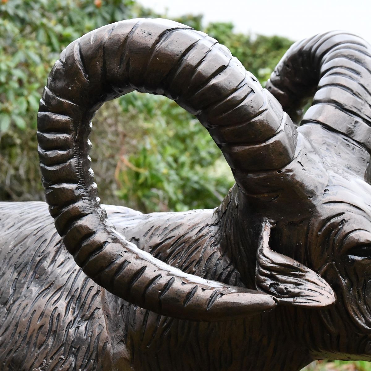 Close up of etchings on Ram"s horns Close up of etchings on Ram"s horns