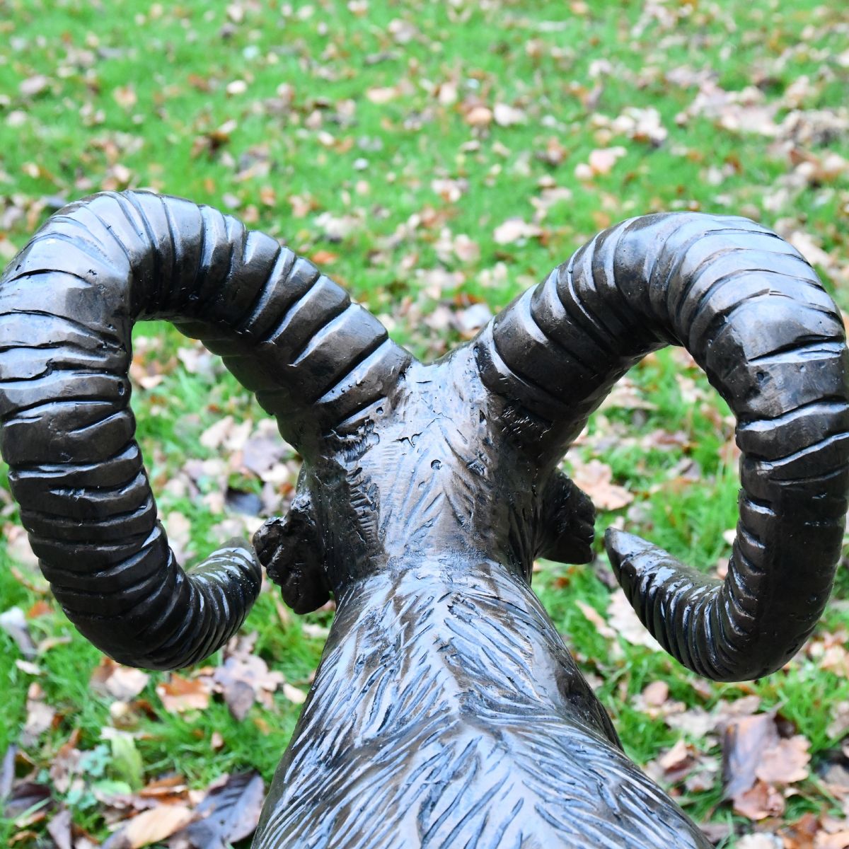 Rear view of Ram"s horns Rear view of Ram"s horns