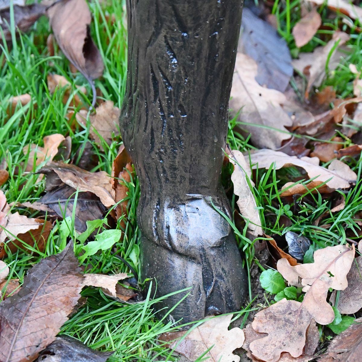 Close up of Ram"s hoof Close up of Ram"s hoof