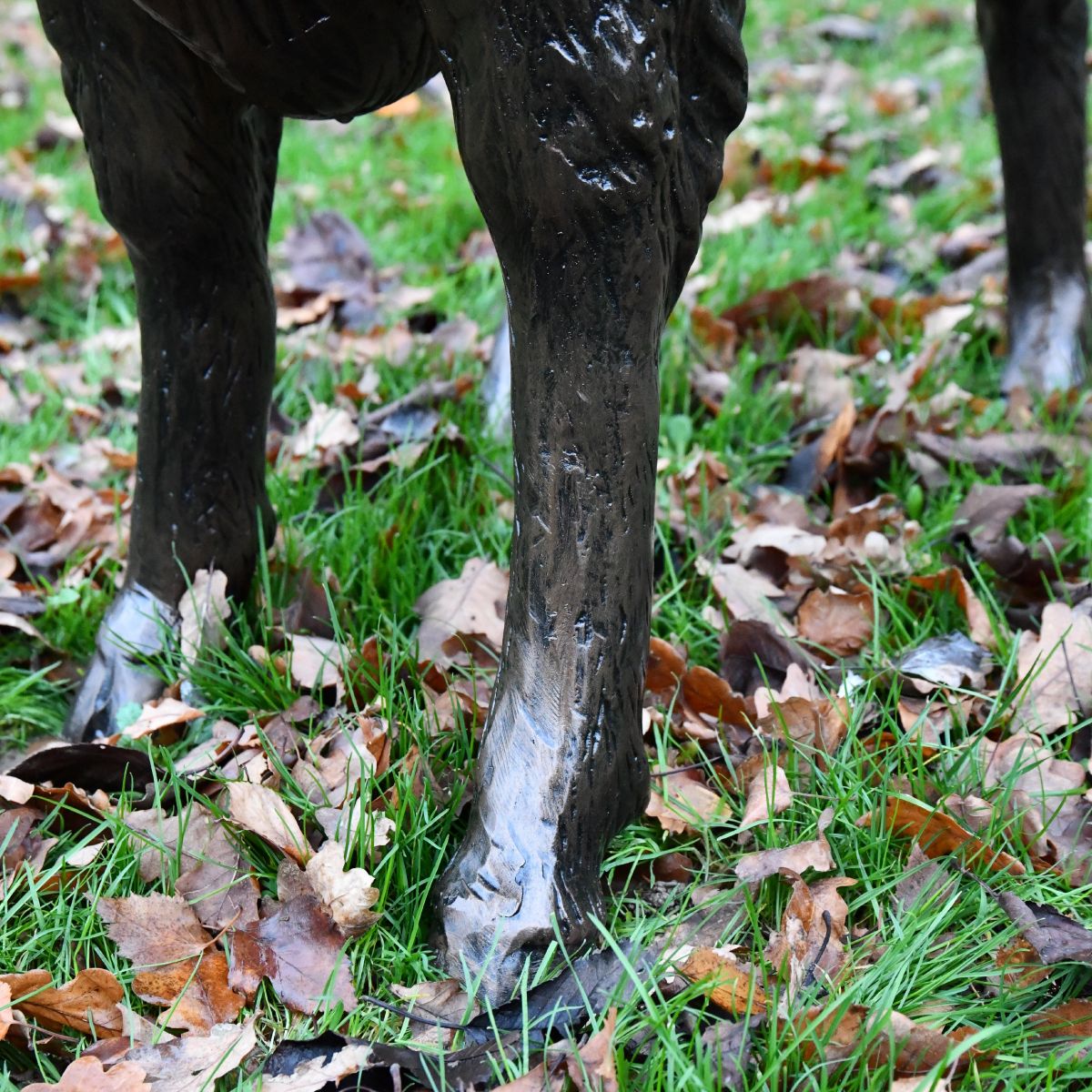 Close up of Ram legs Close up of Ram legs
