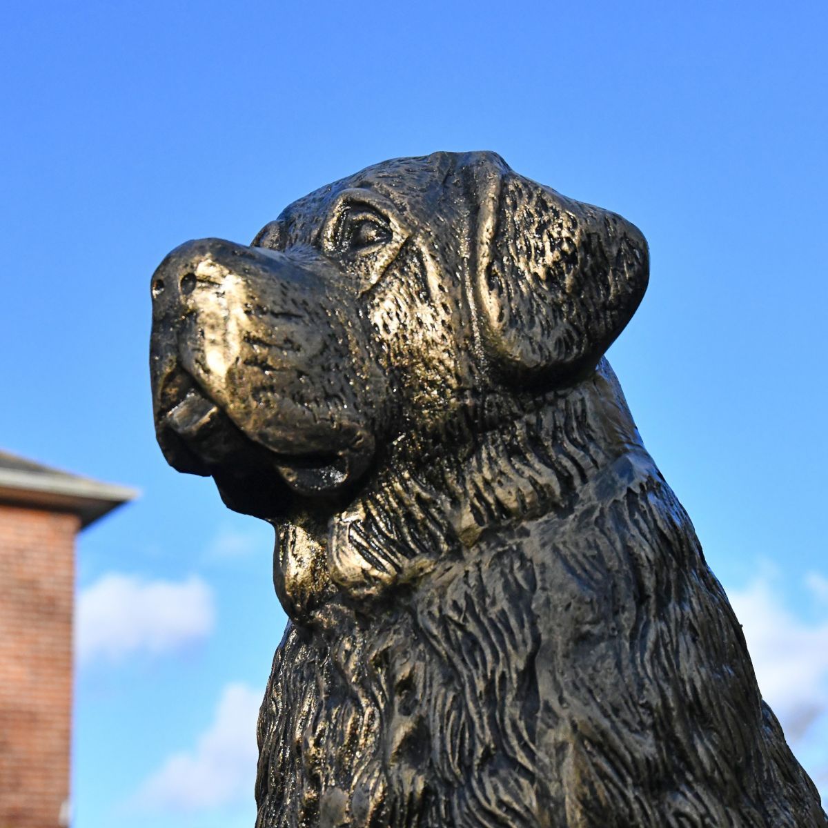 Upwards view of St. Bernard Puppy Antique Gold Sculpture Upwards view of St. Bernard Puppy Antique Gold Sculpture