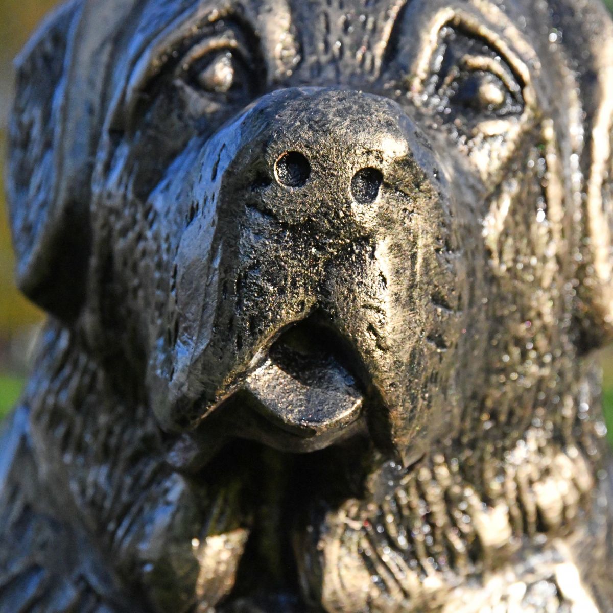 Close up of St. Bernard puppy face Close up of St. Bernard puppy face