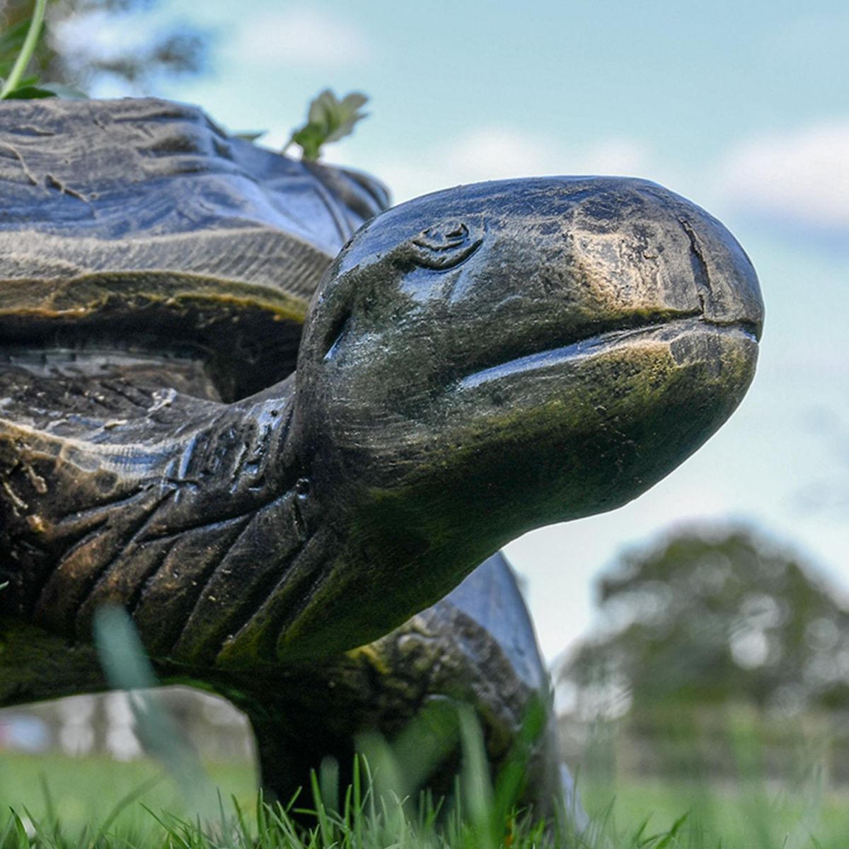 Close up of Tortoise Face 