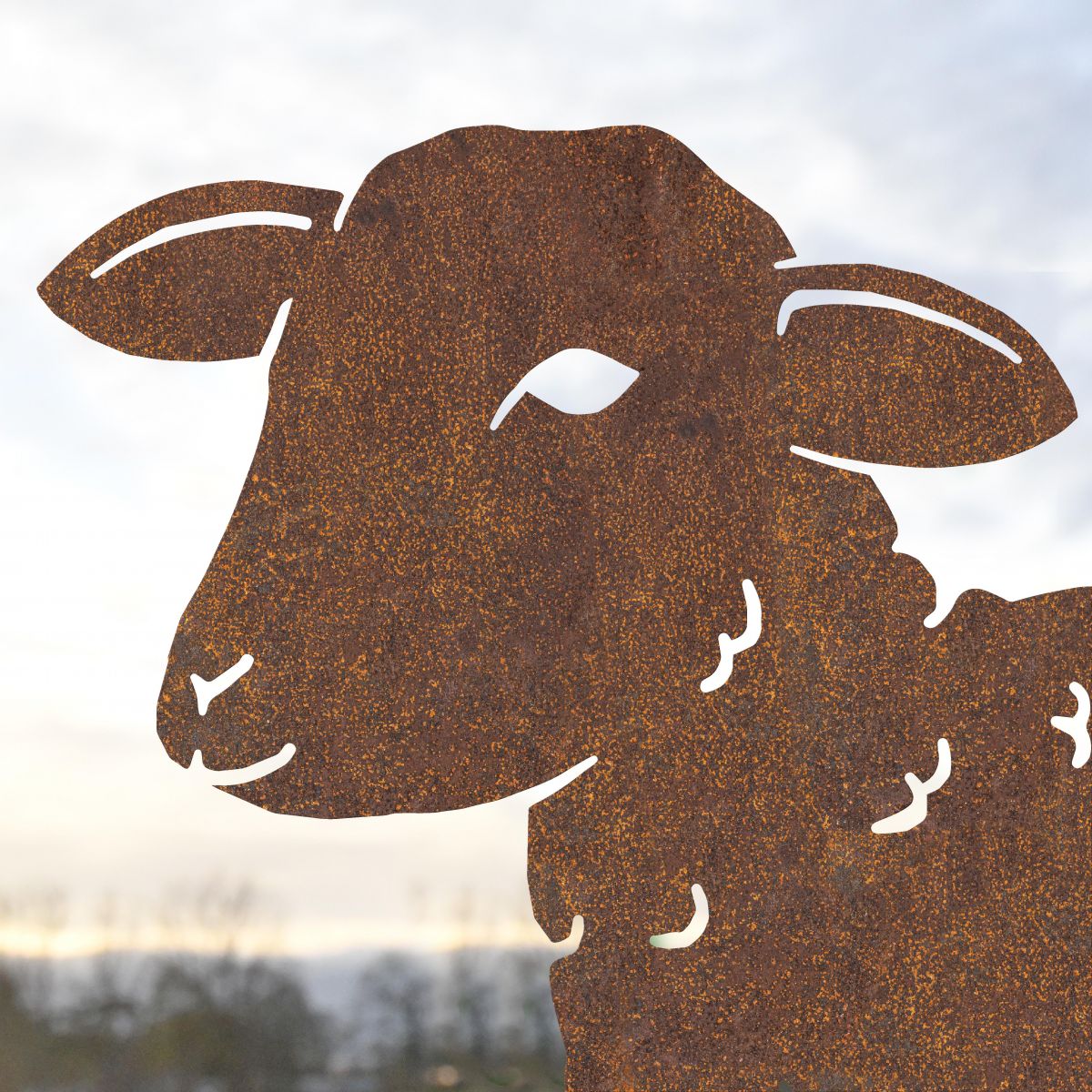 Close up of young curly lamb silhouette 