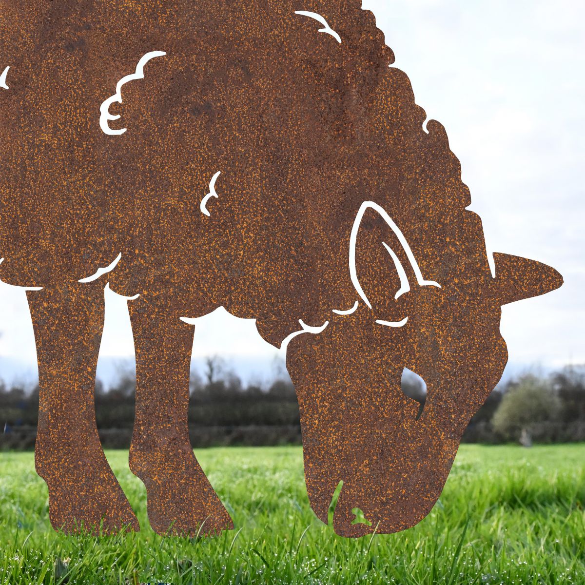 Close up of head on Rustic Ewe Sheep 