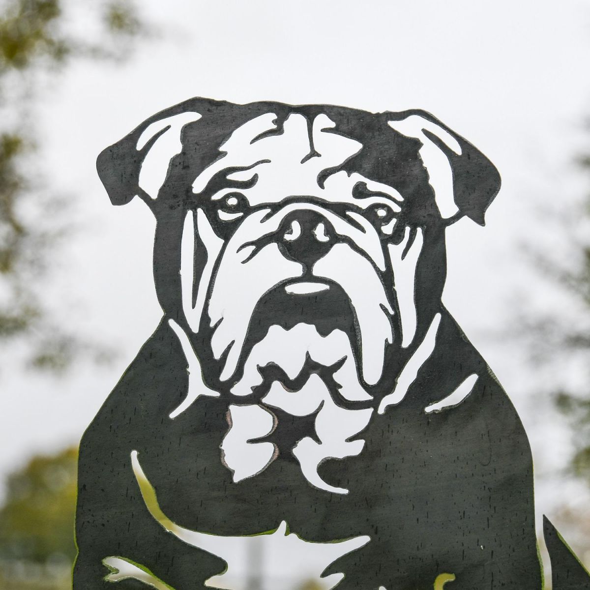 Close up of Head on English Bulldog Silhouette 
