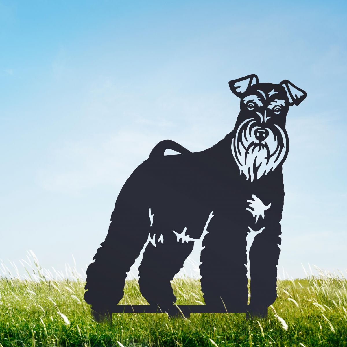 Miniature Schnauzer in Black 