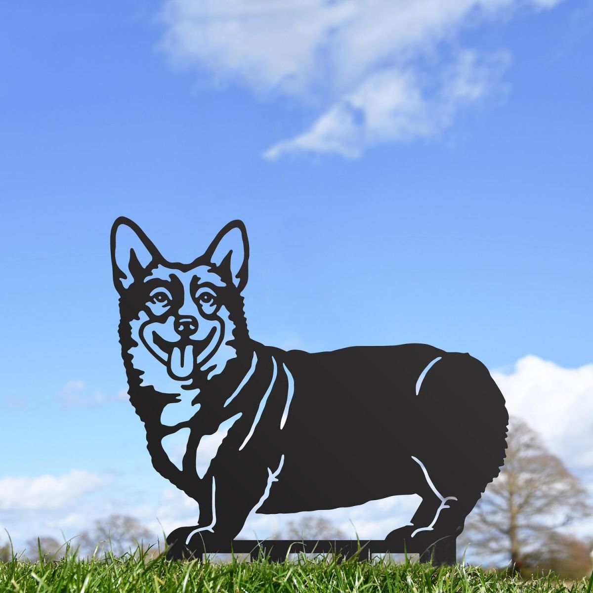 Black Welsh Corgi (Pembroke) Outside