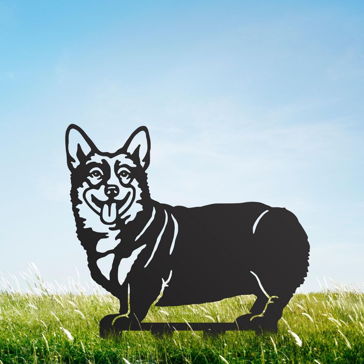 Black Welsh Corgi (Pembroke) in Garden 