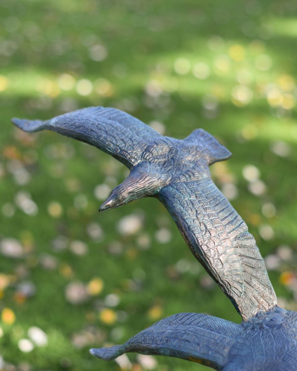 Close up of top seagull