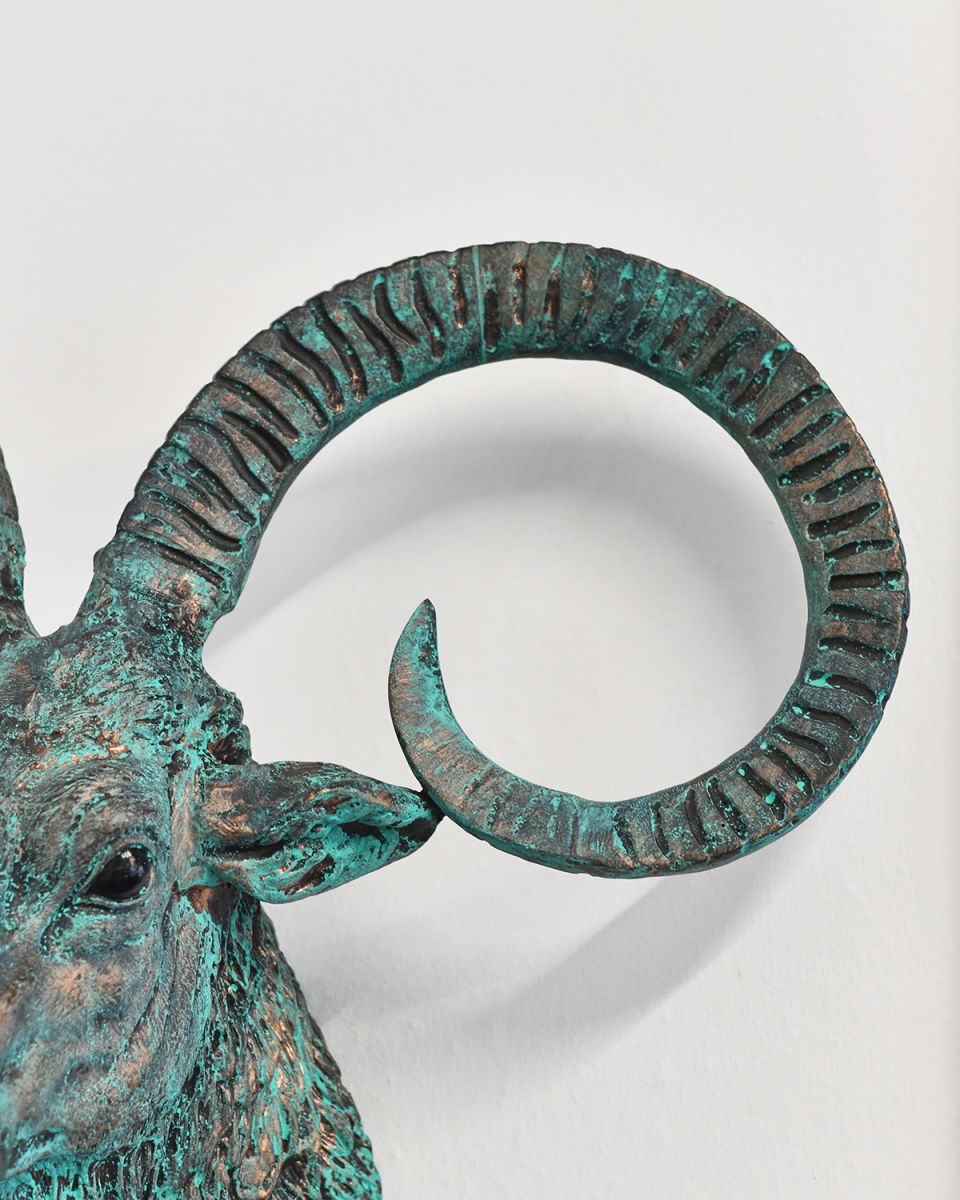 Close-up of the Horns on the Top of the Mouflon Wall Bust