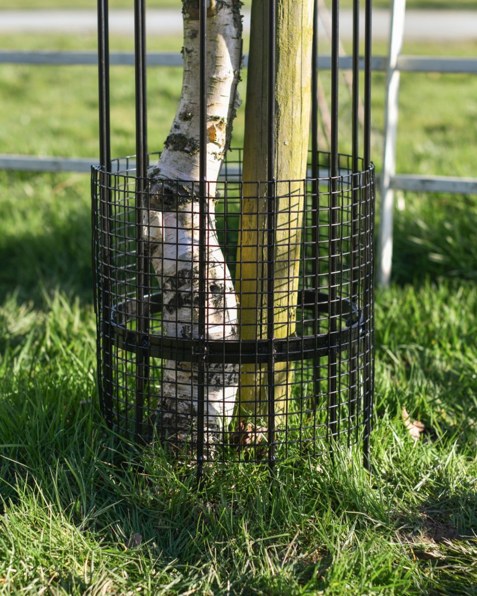 Wire Guard To Keep Out pests From The Wrought Iron Traditional "Fernhill" Black Tree Guard