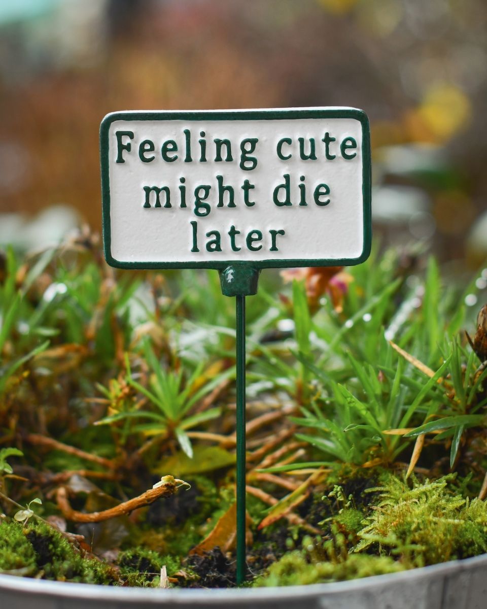 Witty Cast Iron Plant Pot Spike “Feeling Cute Might Die Later” main image