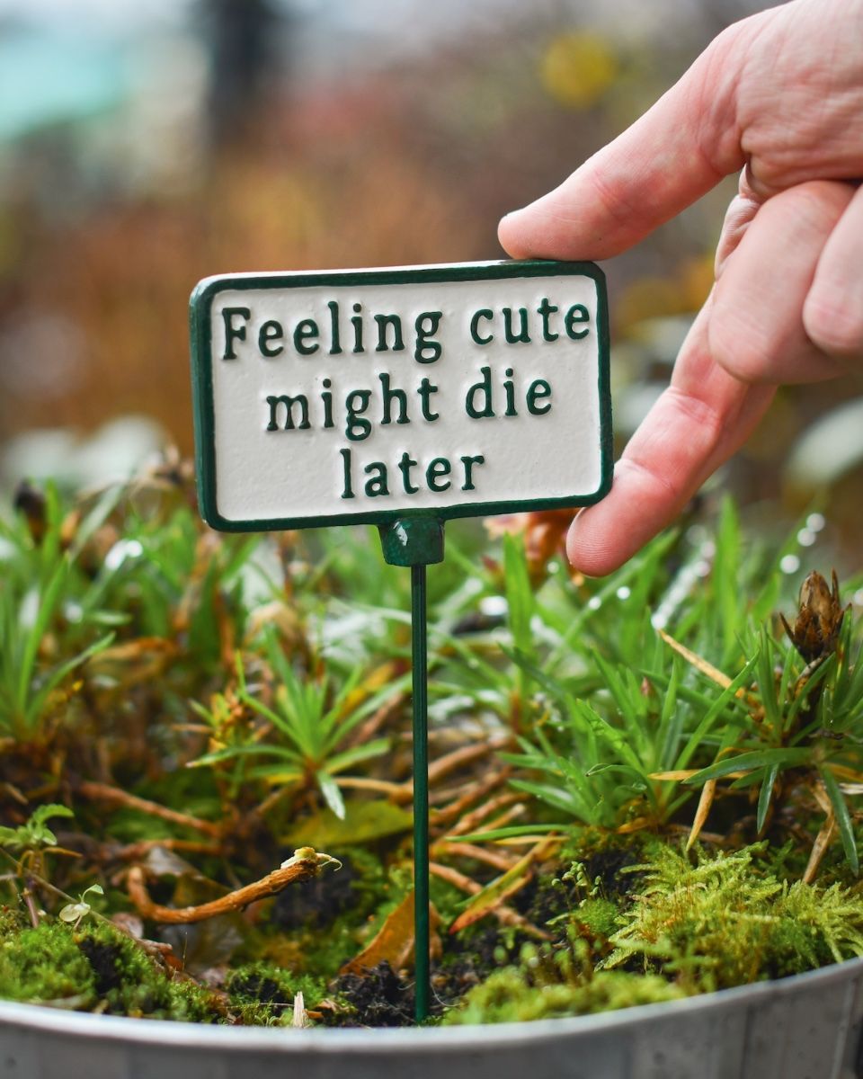 Witty Cast Iron Plant Pot Spike “Feeling Cute Might Die Later” to scale with hand for reference