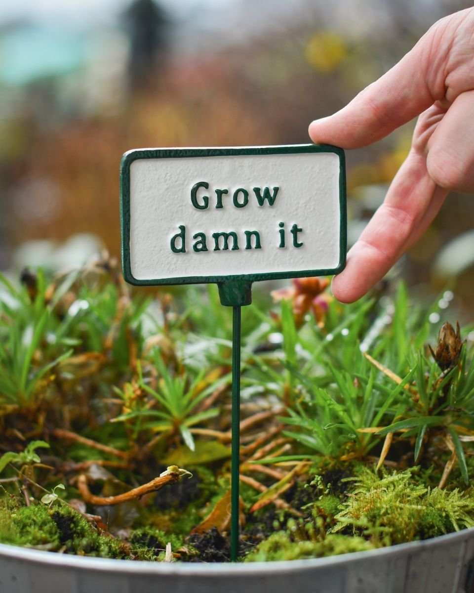 Witty Cast Iron Plant Pot Spike “Grow Damn it” with hand to reference scale