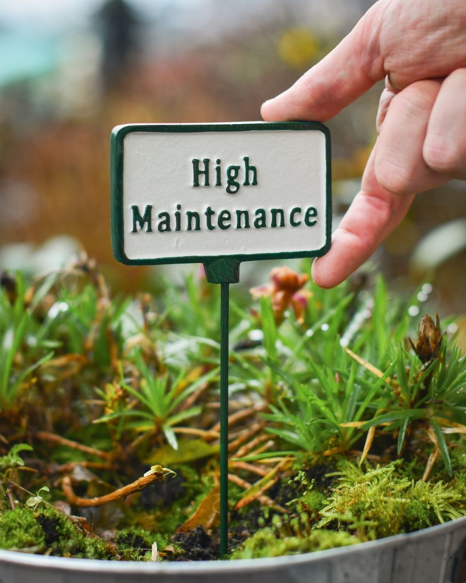Witty Cast Iron Plant Pot Spike “High Maintenance” to scale with hand for reference