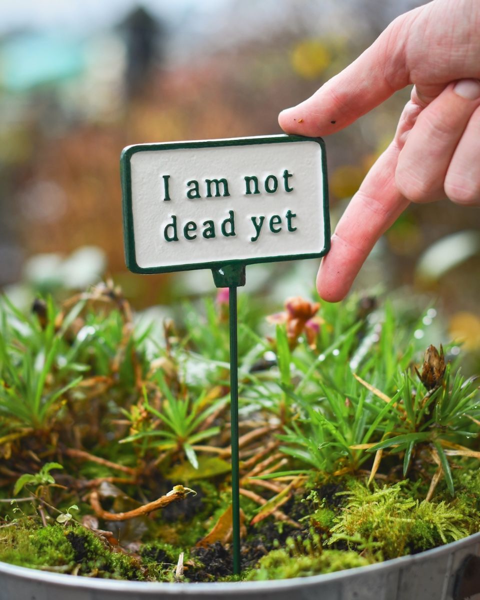 Witty Cast Iron Plant Pot Spike “I am Not Dead Yet” to scale