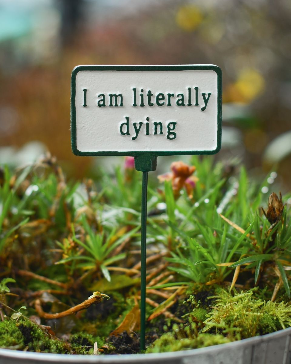 Witty Cast Iron Plant Pot Spike “I’m Literally Dying” main image