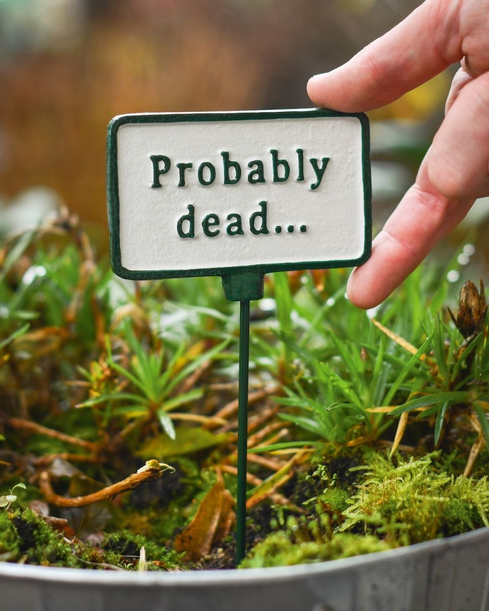 Witty Cast Iron Plant Pot Spike “Probably Dead” to scale with hand for reference