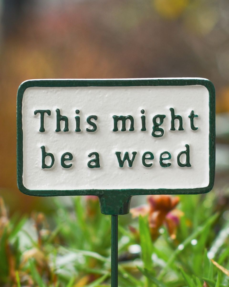 Witty Cast Iron Plant Pot Spike “This Might be a Weed” close up