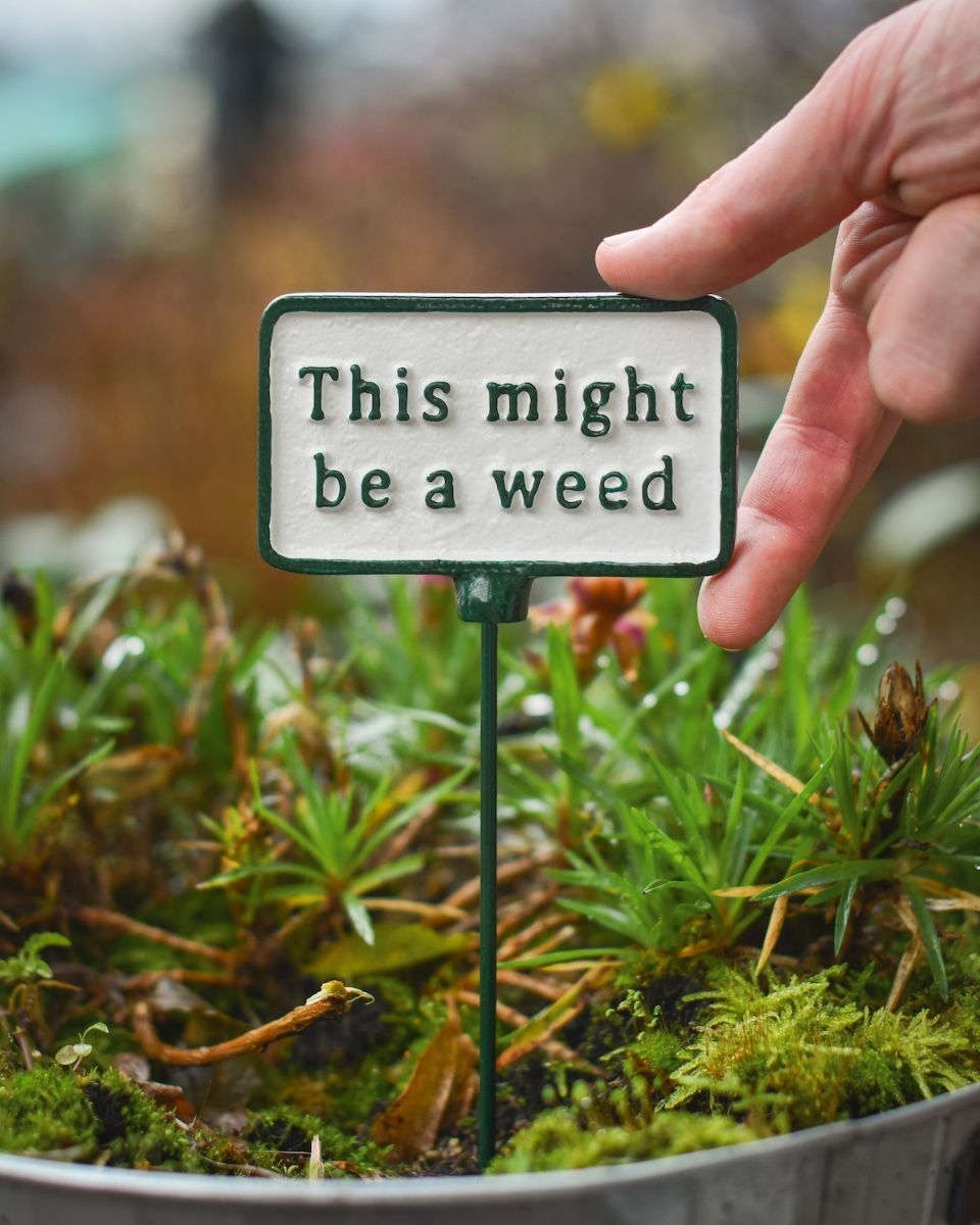 Witty Cast Iron Plant Pot Spike “This Might be a Weed” to scale