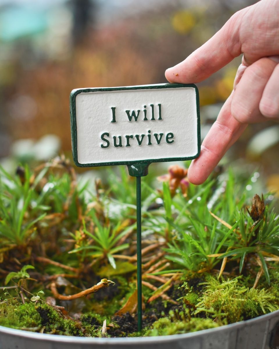 Witty plant pot spike I will survive to scale