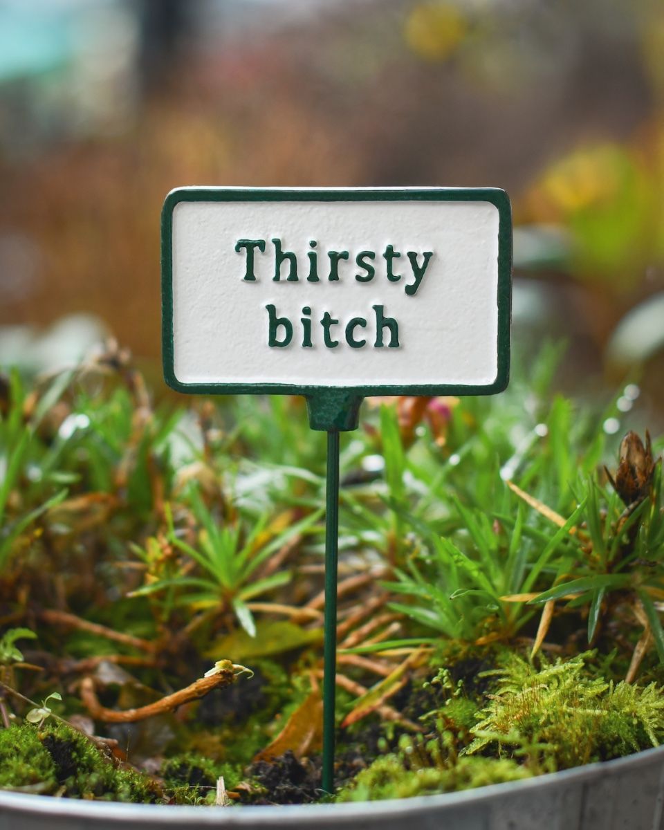Witty plant pot spike Thirsty Bitch main
