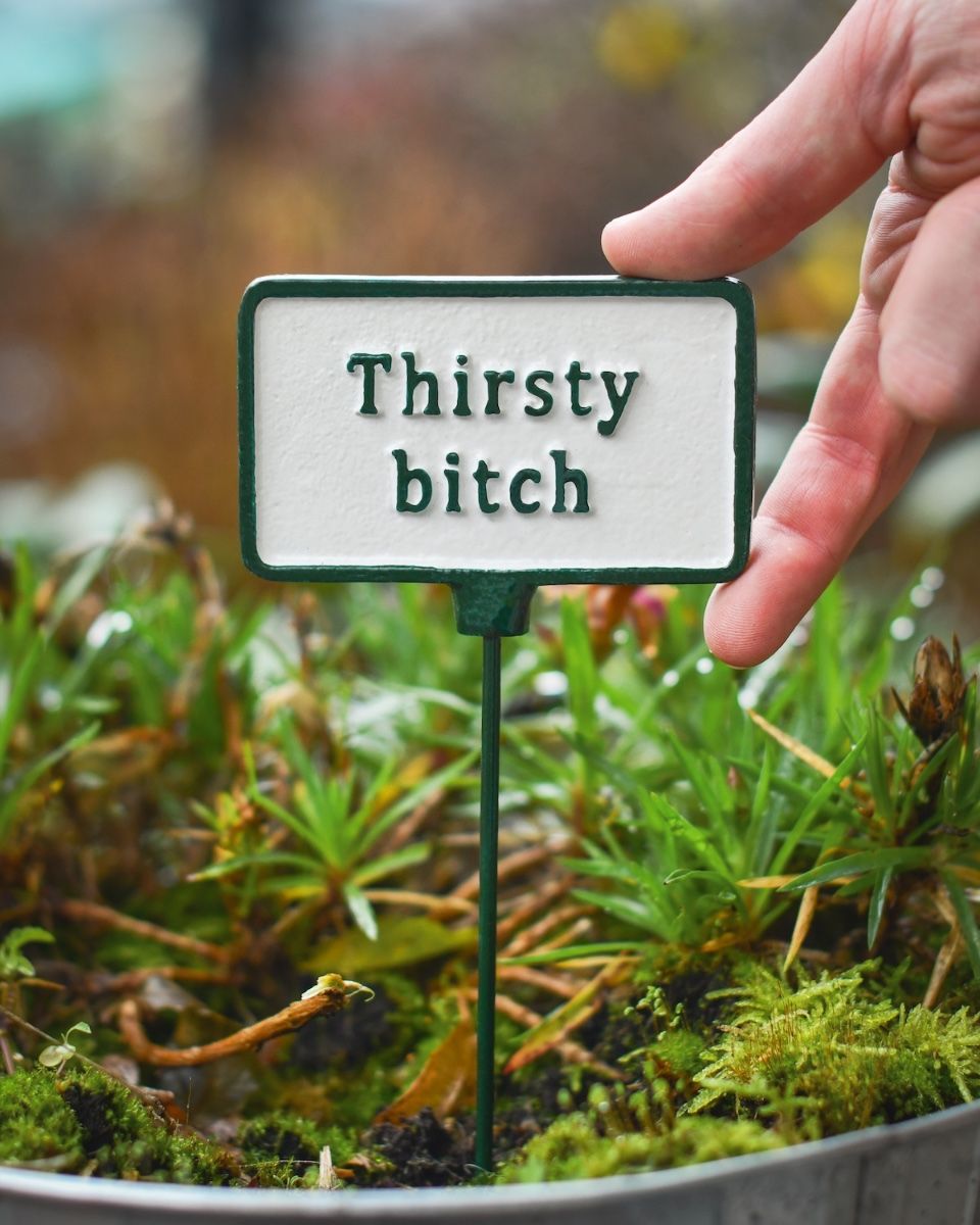Witty plant pot spike Thirsty Bitch to scale