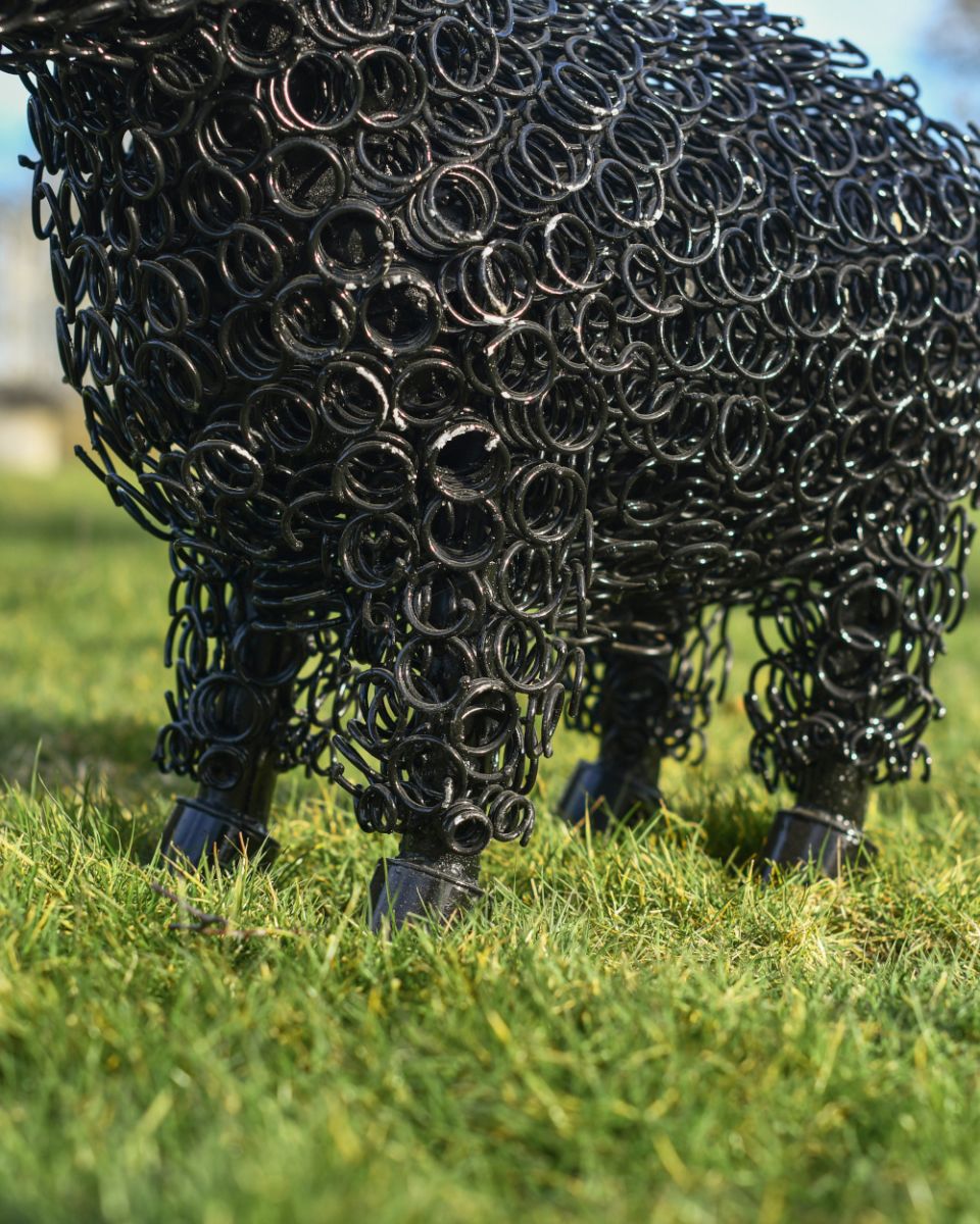 Feet details on sheep Feet details on sheep