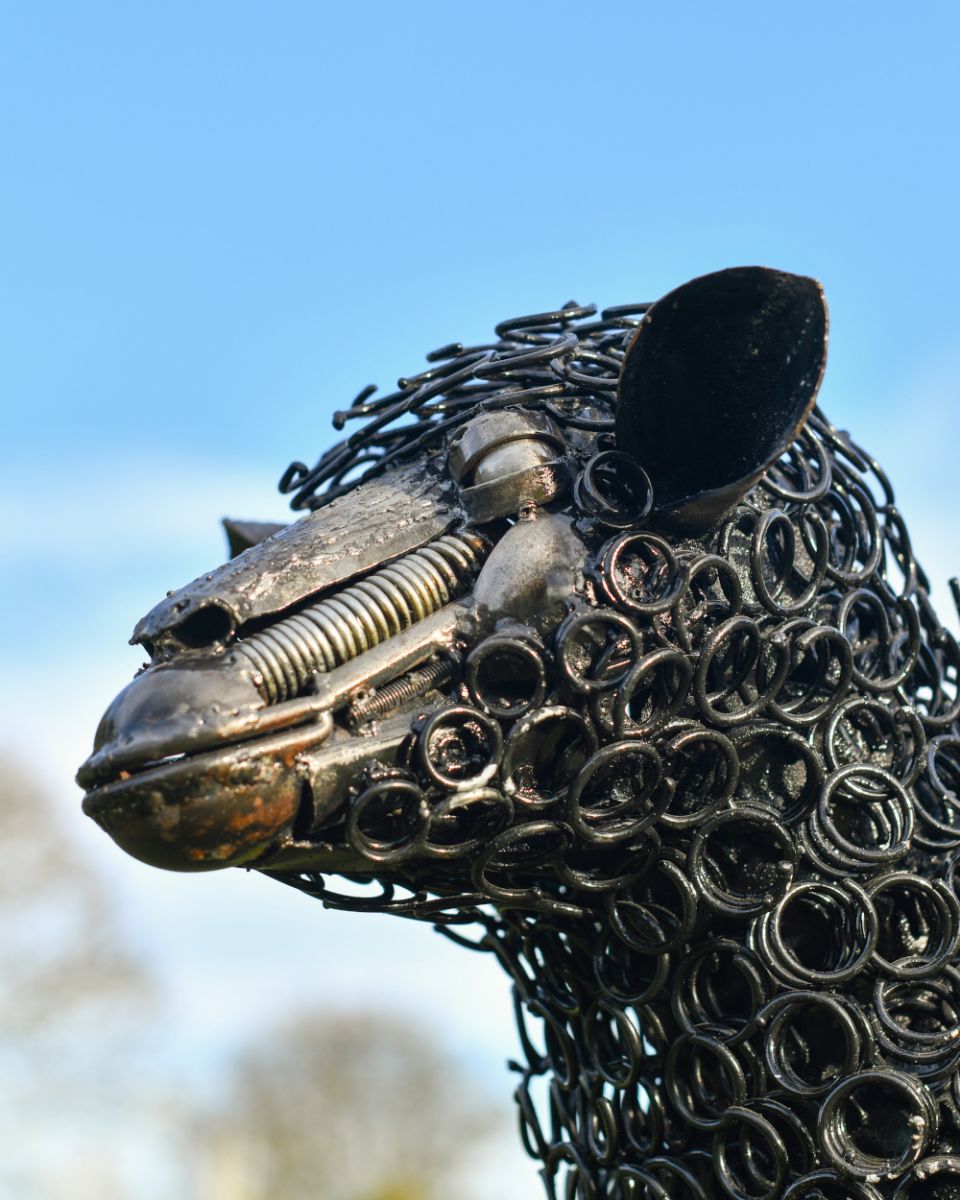 Side profile of face on sheep Side profile of face on sheep