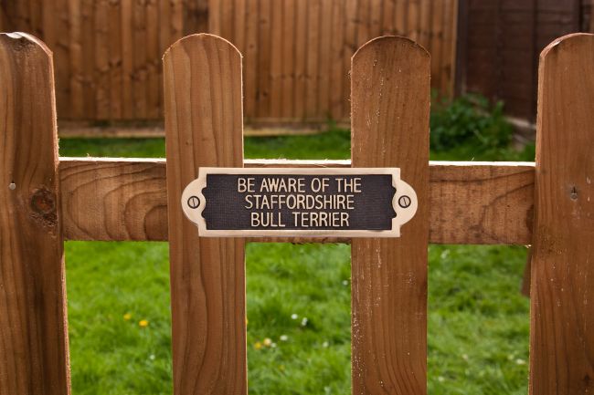 Be Aware of the Dog Signs Staffordshire Bull Terrier Be Aware of the Dog Signs Staffordshire Bull Terrier