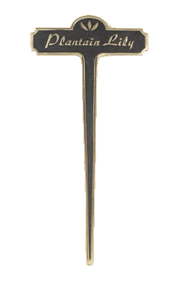 Plantain Lily Brass Garden Plant Sign Plantain Lily Brass Garden Plant Sign