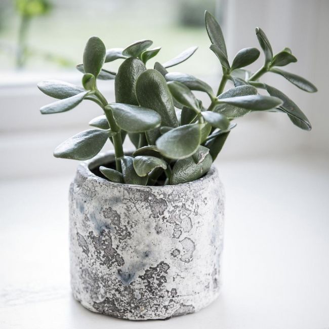 Ceramic "Withington" Flower Pot - 11.5cm Ceramic "Withington" Flower Pot - 11.5cm