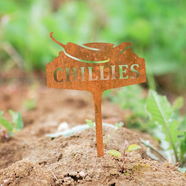 "Chillies" Vegetable Label in Use in the Garden "Chillies" Vegetable Label in Use in the Garden