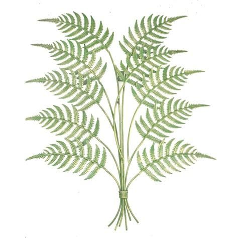 Fern Wall Art in Green