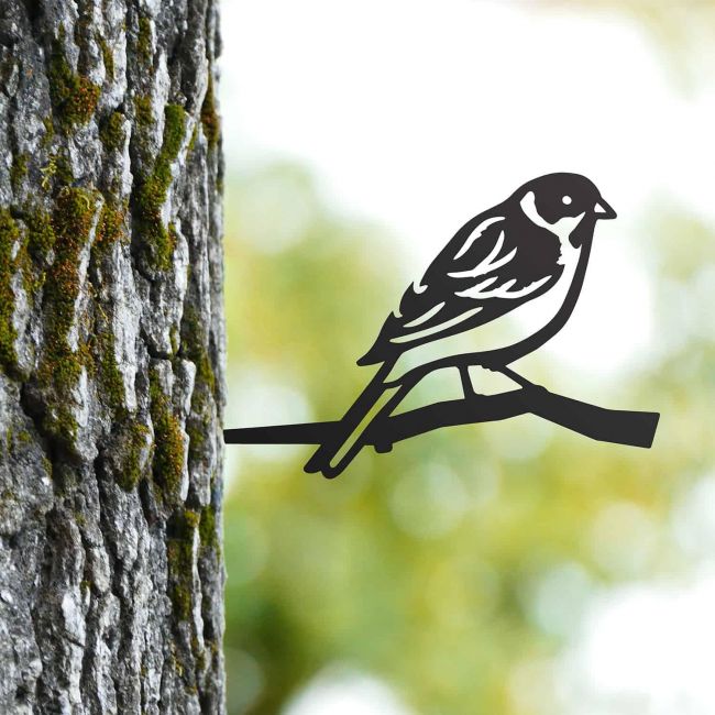 Sparrow Tree Spike on Situ on a Tree