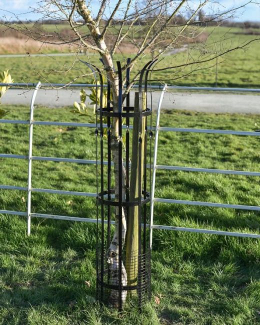 Wrought Iron "Sandridge" Black Tree Guard Main Wrought Iron "Sandridge" Black Tree Guard Main