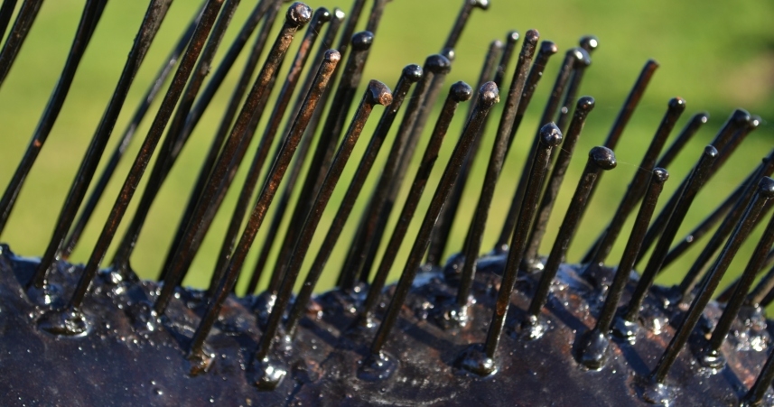 Iron Mane of Antelope Close Up