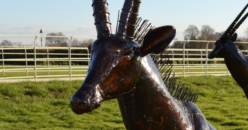 Antelope Close Up 