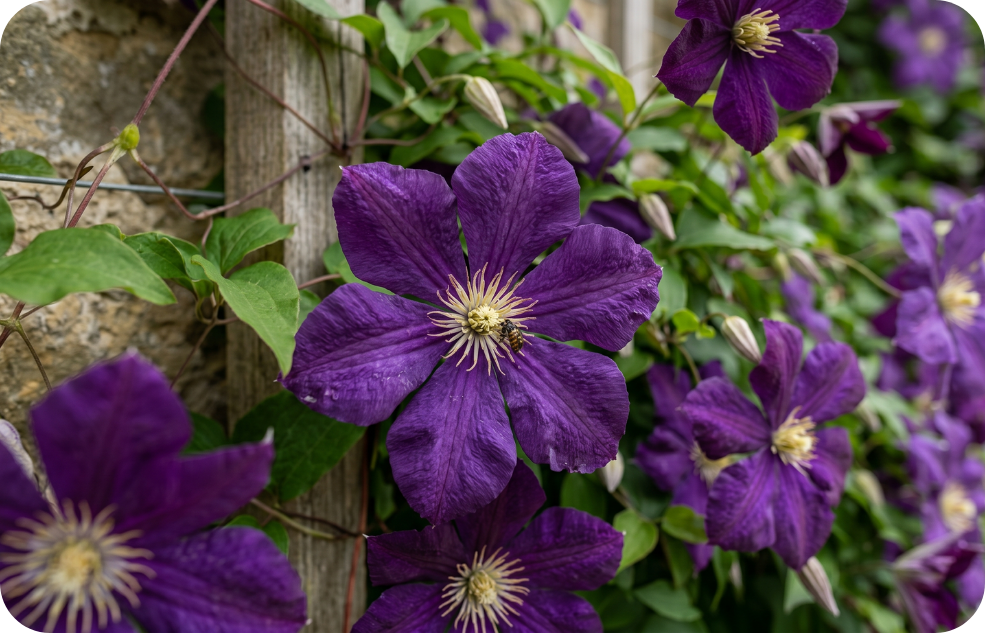 Clematis_pic
