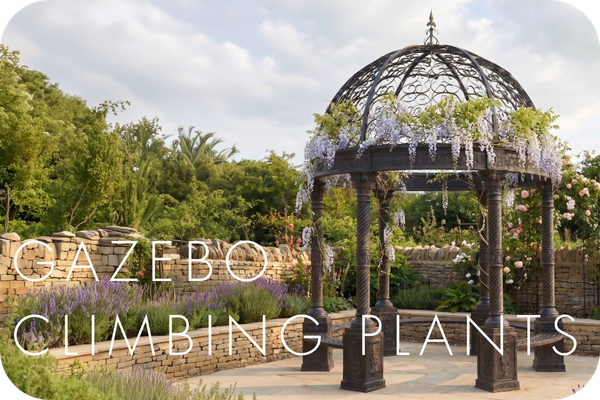 Gazebo Climbing Plants