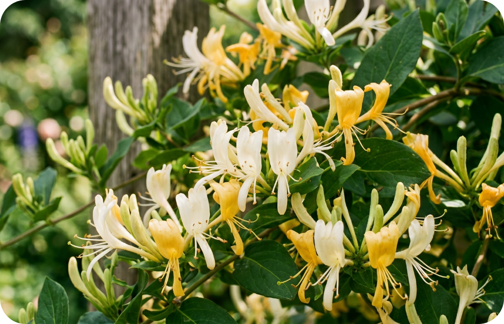 Honeysuckle_pic