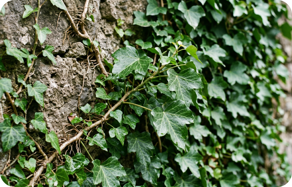 Ivy_pic