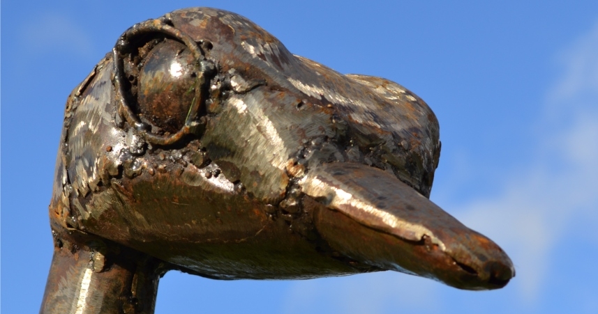 Close Up of Ostrich Head