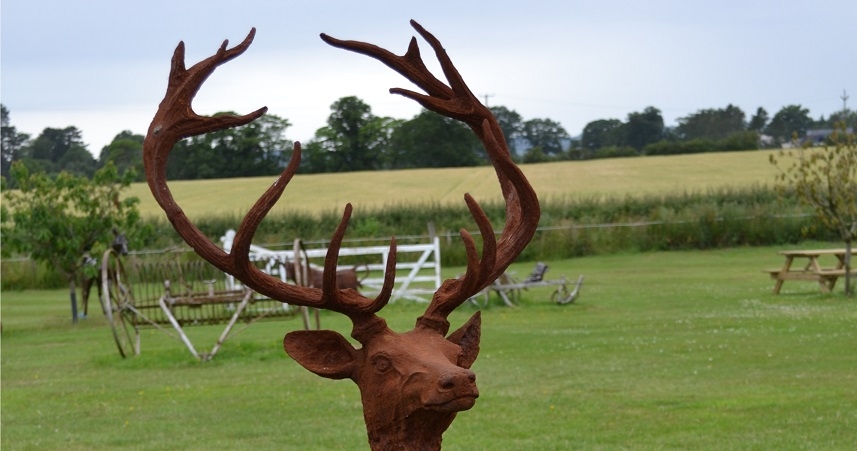 Close up of Stag Antlers 